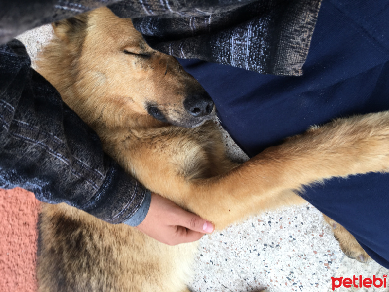 Alman Çoban Köpeği, Köpek  Tohsii fotoğrafı