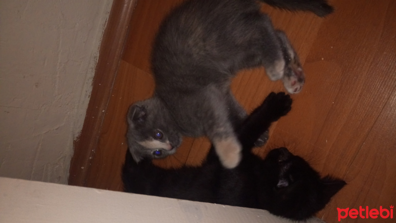 British Shorthair, Kedi  Kömür acil olarak yuva aranıyor fotoğrafı