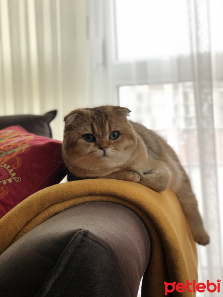 Scottish Fold, Kedi  Kontes fotoğrafı