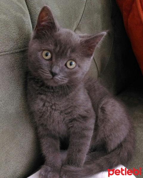 British Shorthair, Kedi  Saskin fotoğrafı