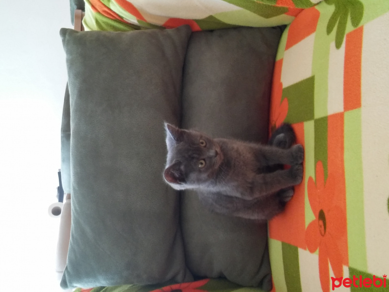 British Shorthair, Kedi  Saskin fotoğrafı