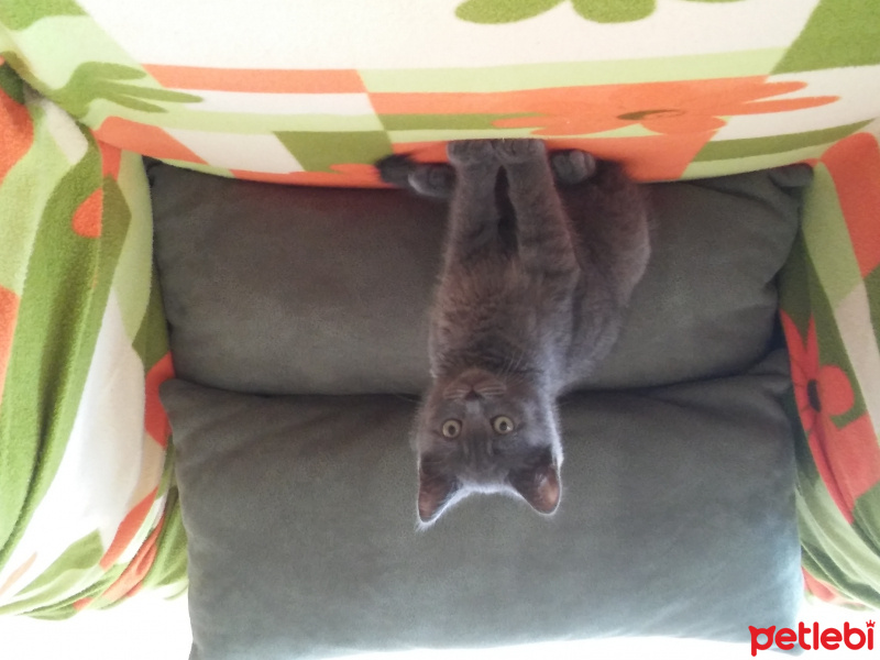 British Shorthair, Kedi  Saskin fotoğrafı