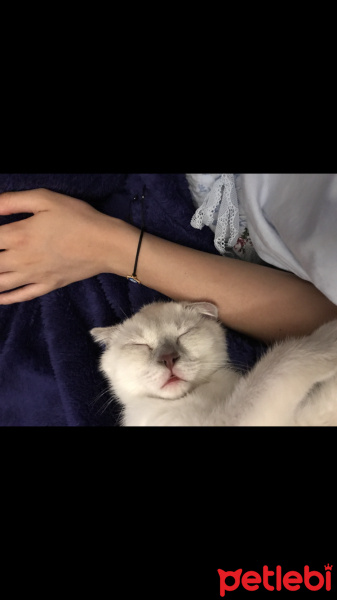 Scottish Fold, Kedi  coco fotoğrafı