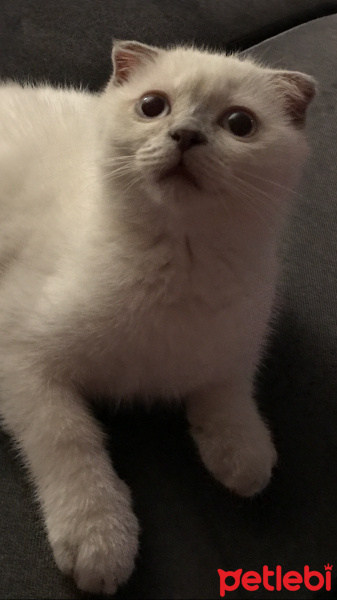 Scottish Fold, Kedi  coco fotoğrafı