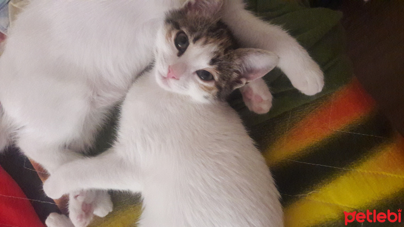 Tekir Kedi, Kedi  Huysuz fotoğrafı