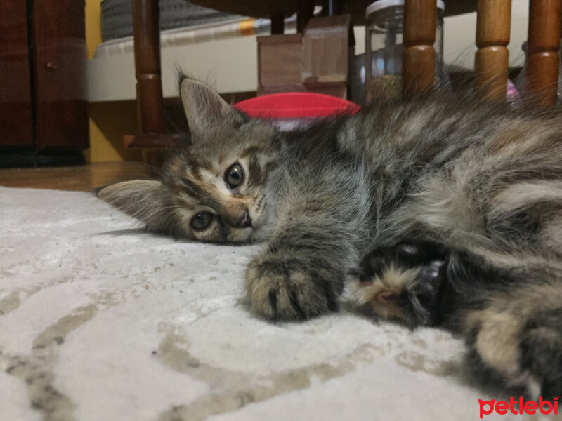 Maine Coon, Kedi  Ponçik fotoğrafı