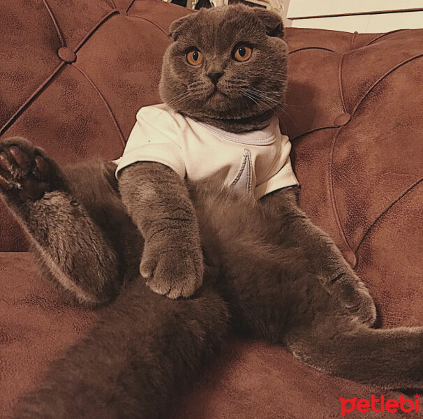 Scottish Fold, Kedi  Lodos fotoğrafı