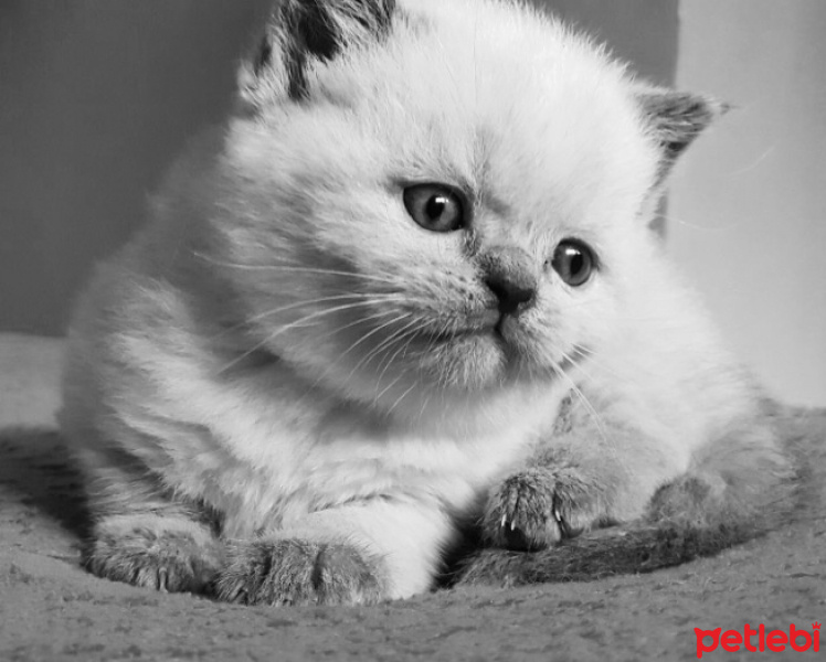 British Shorthair, Kedi  Latte fotoğrafı