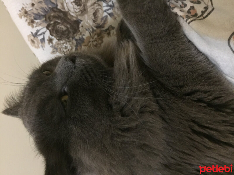 British Shorthair, Kedi  Duman fotoğrafı