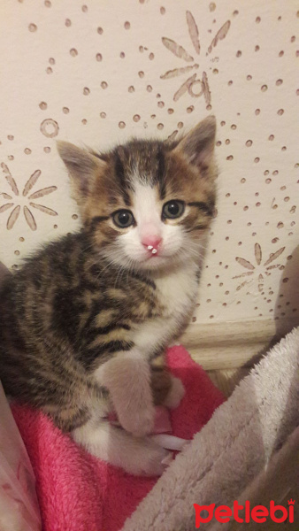 Tekir Kedi, Kedi  Mişa fotoğrafı