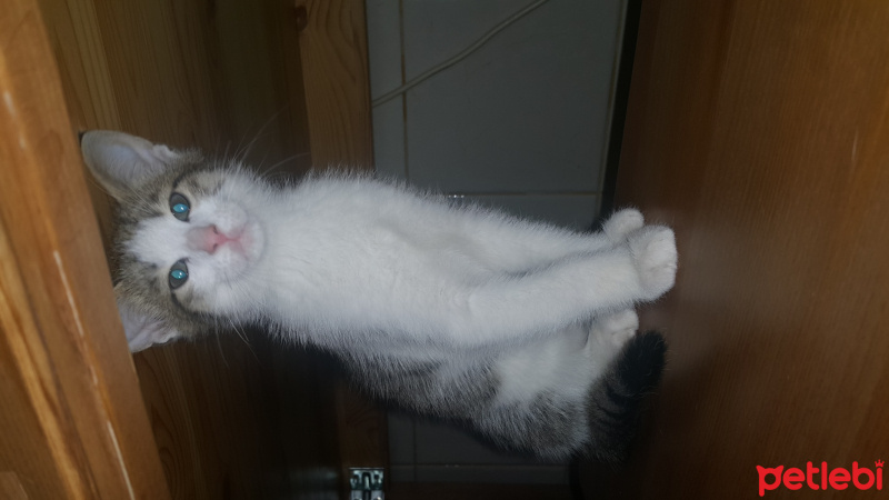 European Shorthair, Kedi  Tommiks fotoğrafı
