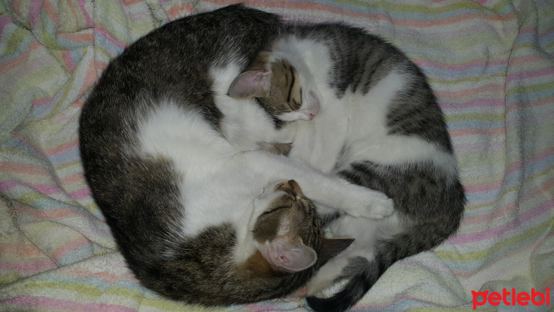 European Shorthair, Kedi  Tommiks fotoğrafı