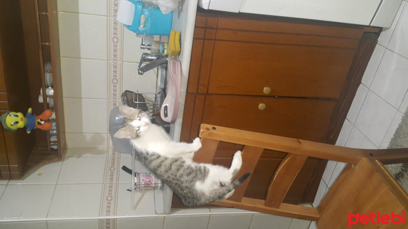 European Shorthair, Kedi  Tommiks fotoğrafı