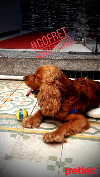 İngiliz Cocker Spaniel, Köpek  Gofret fotoğrafı