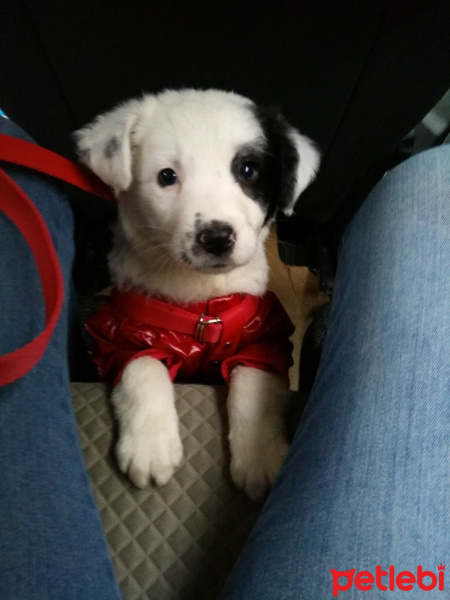 Alabay (Alabai), Köpek  Şımarık fotoğrafı