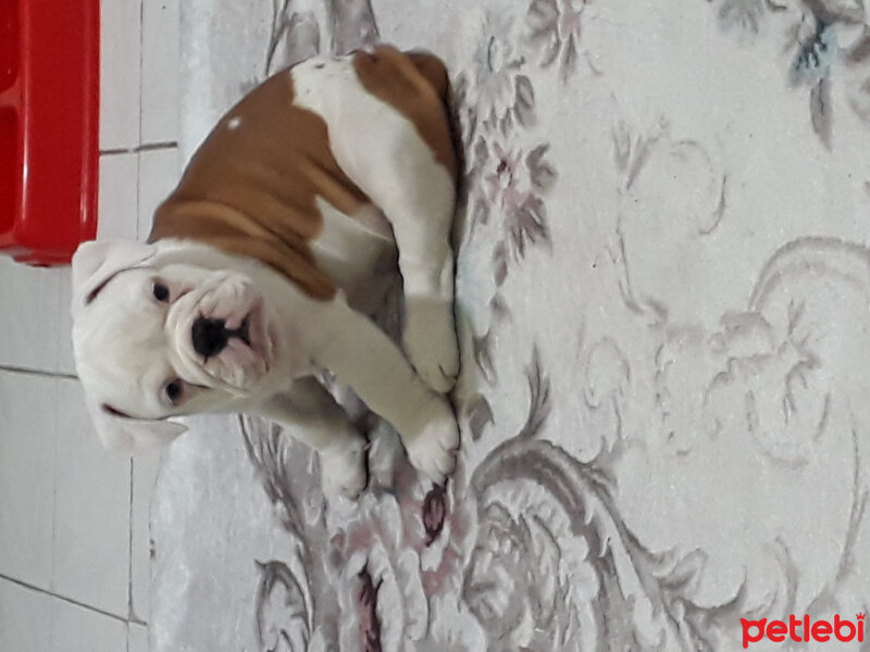 İngiliz Bulldog, Köpek  Daisy fotoğrafı