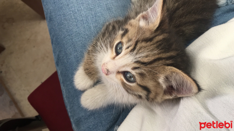 Tekir Kedi, Kedi  Tom fotoğrafı