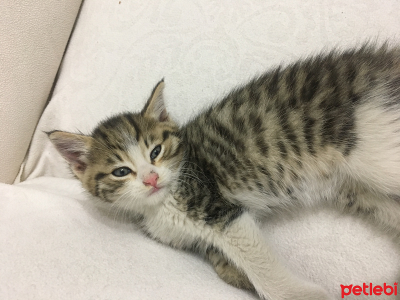 Tekir Kedi, Kedi  Tom fotoğrafı