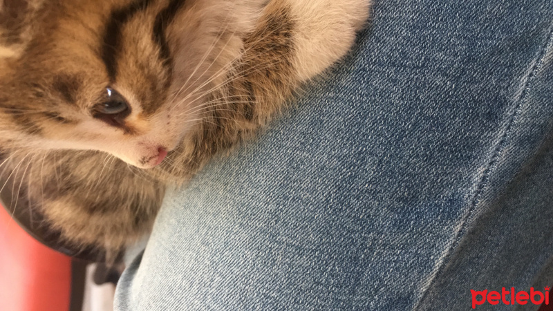 Tekir Kedi, Kedi  Tom fotoğrafı