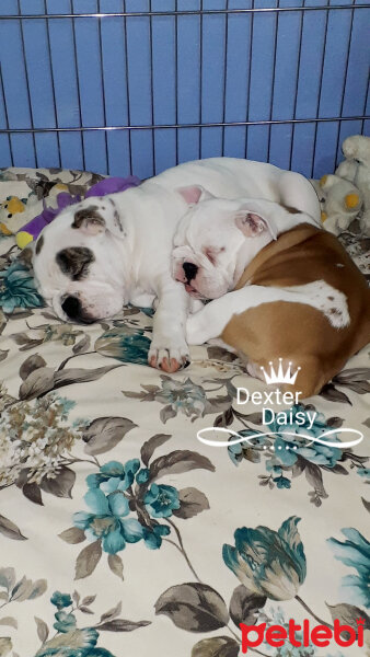 İngiliz Bulldog, Köpek  Dexter fotoğrafı