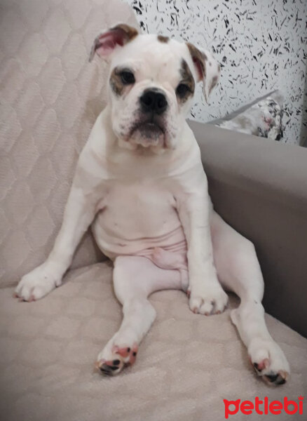 İngiliz Bulldog, Köpek  Dexter fotoğrafı