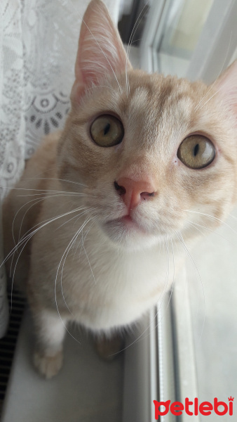Tekir Kedi, Kedi  Gümüş fotoğrafı