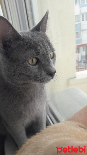 Tekir Kedi, Kedi  Duman fotoğrafı