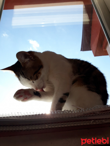 Tekir Kedi, Kedi  Çakıl fotoğrafı