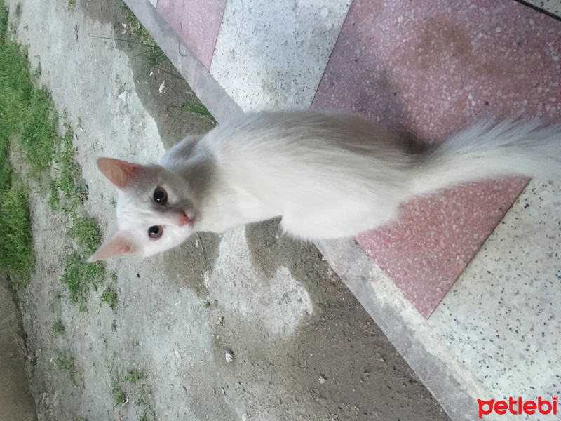 Ankara Kedisi, Kedi  PAMUK fotoğrafı