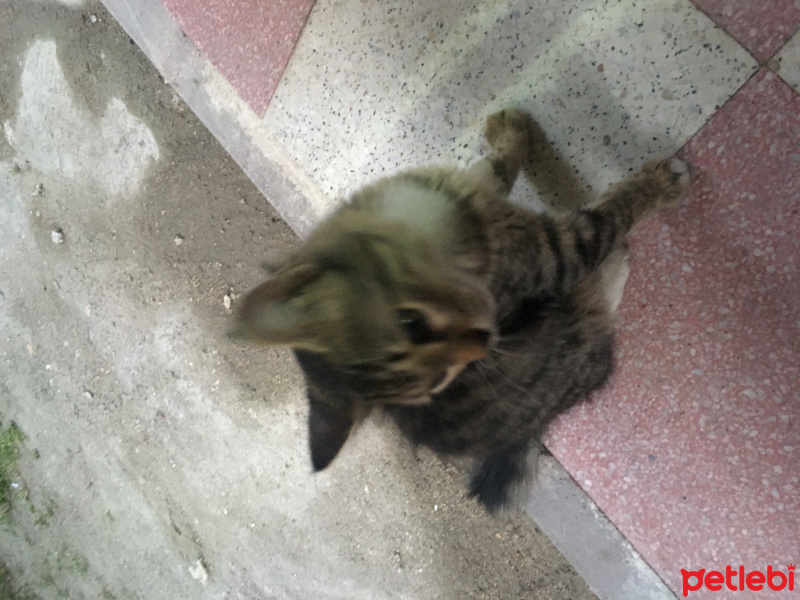 Ankara Kedisi, Kedi  PAMUK fotoğrafı