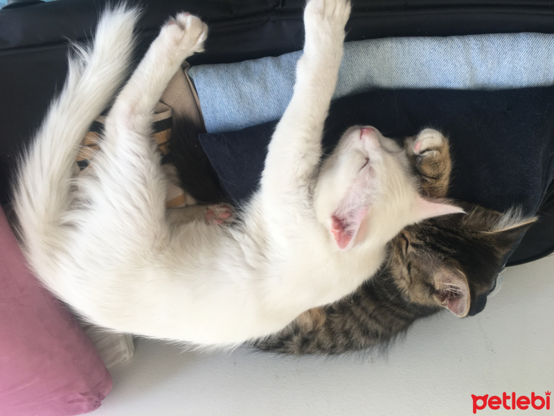 Ankara Kedisi, Kedi  PAMUK fotoğrafı