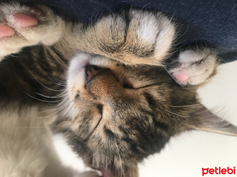 Ankara Kedisi, Kedi  PAMUK fotoğrafı