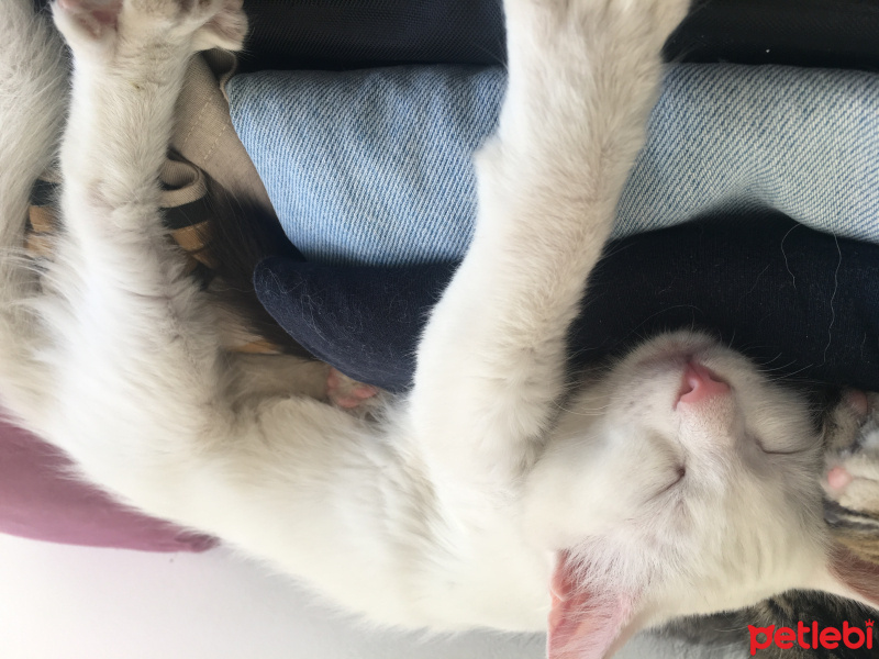 Ankara Kedisi, Kedi  PAMUK fotoğrafı