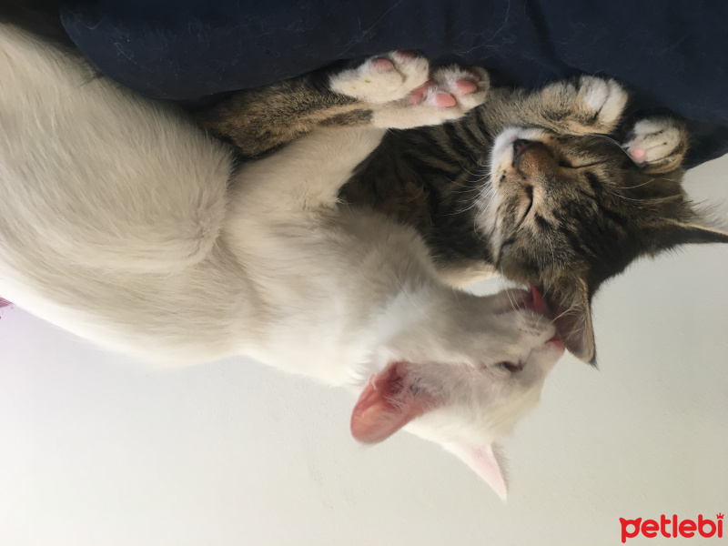 Ankara Kedisi, Kedi  PAMUK fotoğrafı