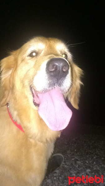 Golden Retriever, Köpek  Badi fotoğrafı
