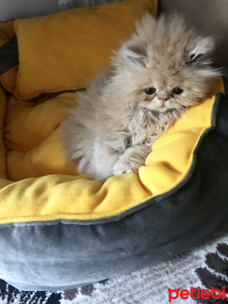 İran Kedisi (Persian), Kedi  Köpük fotoğrafı