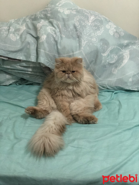 İran Kedisi (Persian), Kedi  Köpük fotoğrafı