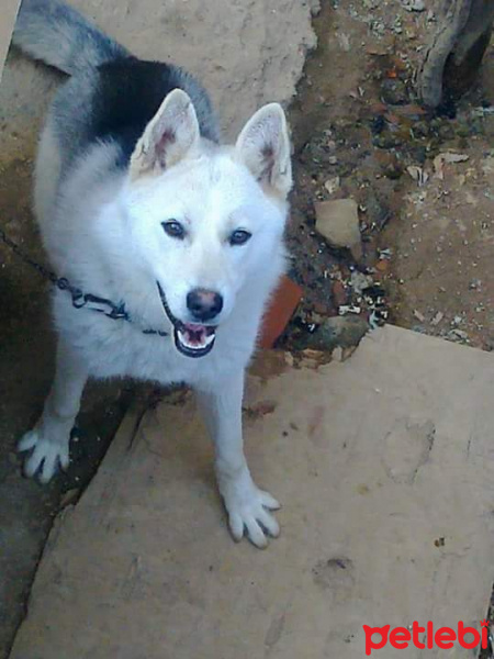Sibirya Kurdu (Husky), Köpek  Duman fotoğrafı