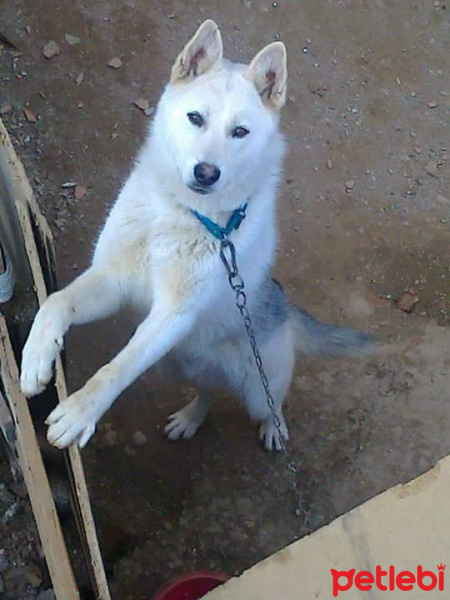 Sibirya Kurdu (Husky), Köpek  Duman fotoğrafı
