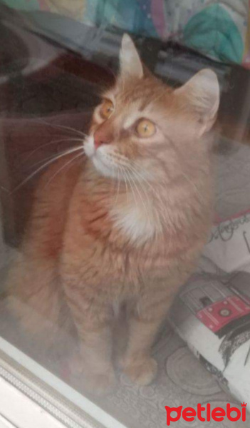 Maine Coon, Kedi  Bambam fotoğrafı