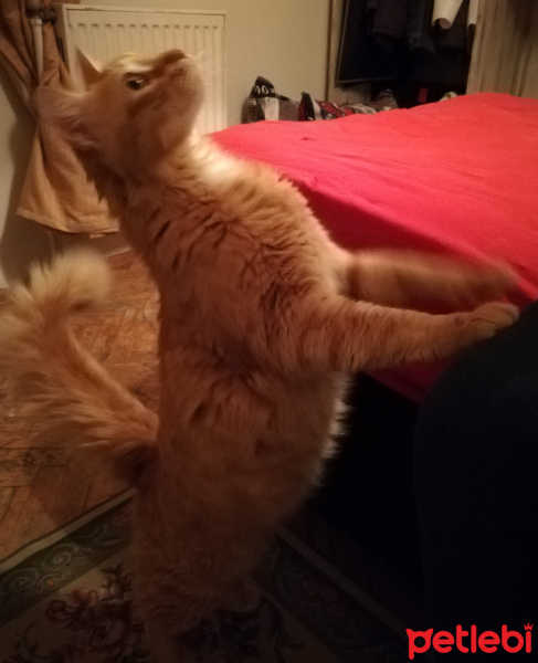 Maine Coon, Kedi  Bambam fotoğrafı