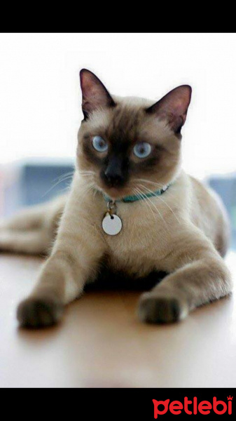 Siyam Kedisi, Kedi  Papyon fotoğrafı