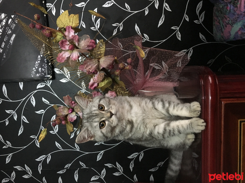 British Shorthair, Kedi  Marla fotoğrafı