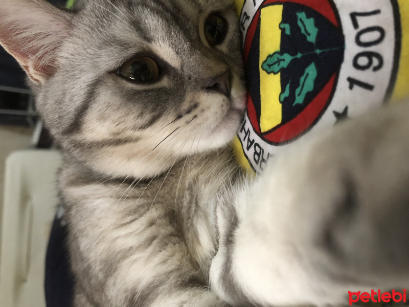 British Shorthair, Kedi  Marla fotoğrafı