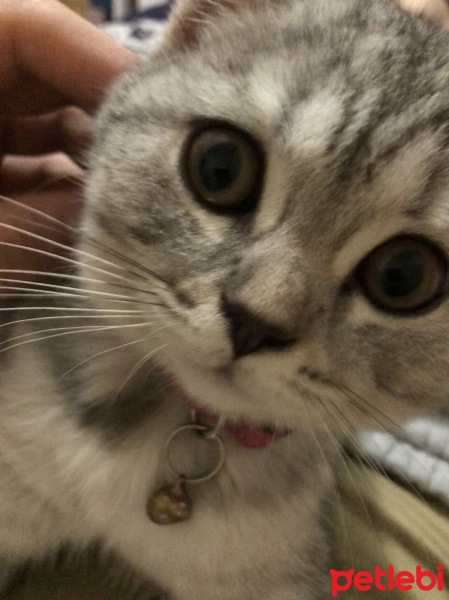 British Shorthair, Kedi  Marla fotoğrafı