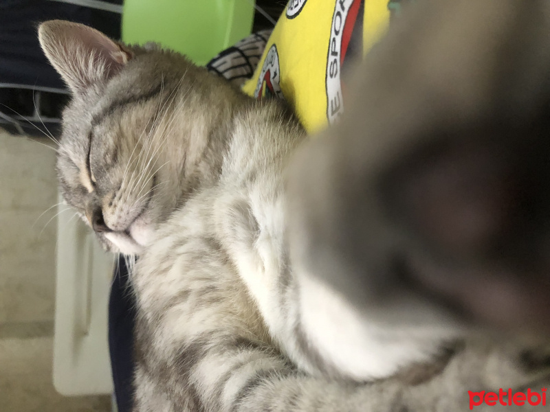 British Shorthair, Kedi  Marla fotoğrafı