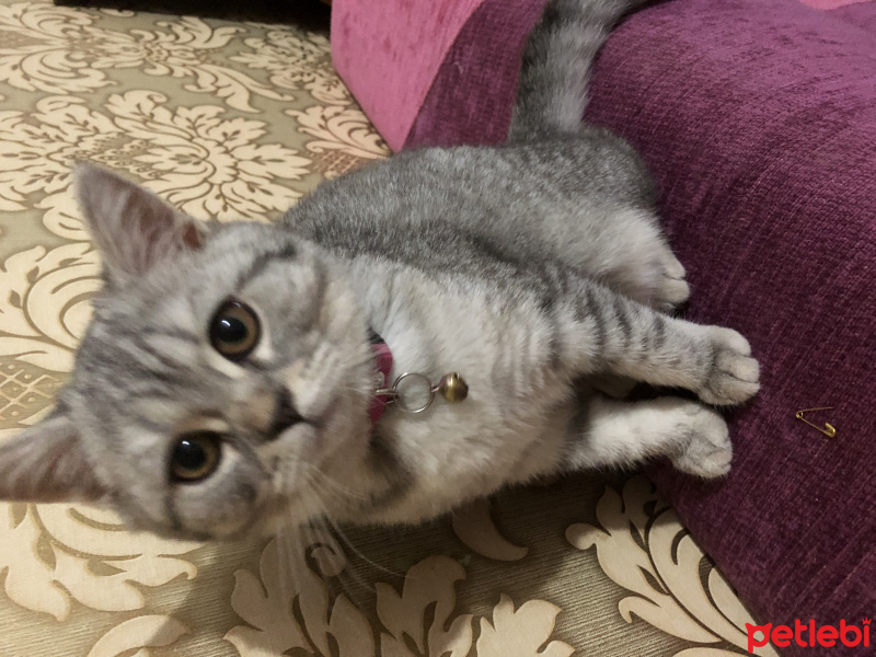 British Shorthair, Kedi  Marla fotoğrafı