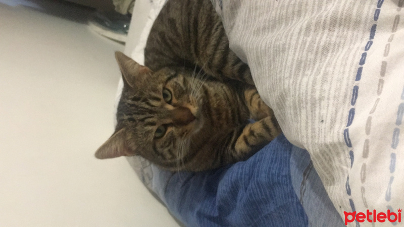 Tekir Kedi, Kedi  Çiko fotoğrafı