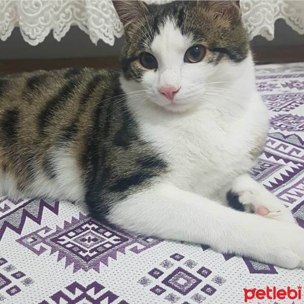 Tekir Kedi, Kedi  Nayino fotoğrafı