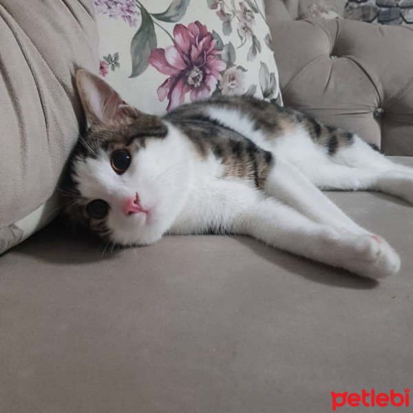 Tekir Kedi, Kedi  Nayino fotoğrafı